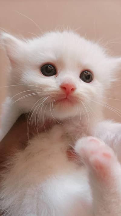 white person triple coat kitten 1 month old Rs 6000