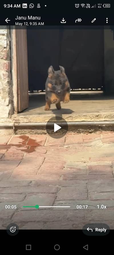 long court German shepherd 0305 7997 200