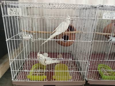 cockatiel bird for sale