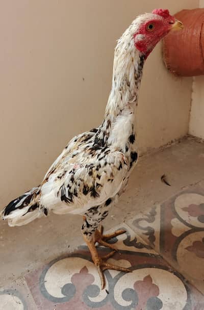 Aseel cheena Patha Bht Achi chez hai 03410011102