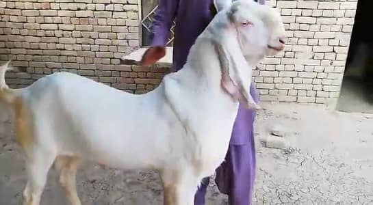 gulabi Bakra for Sale Mashallah Call 03481743426