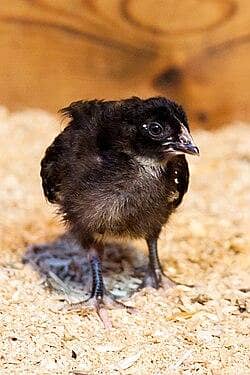 Lohman Brown, Black & Australorp Chicks Available 