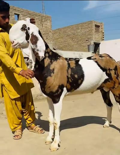 Bakra for sale qurbani cargo allPakistan available WhatsApp03366307058
