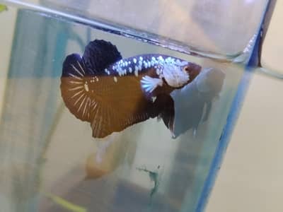 A Grade HMPK black samurai betta high quality on high grade & live fee