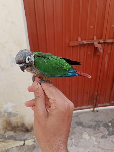 Green check conure