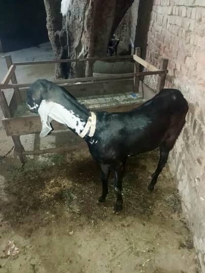 two bakrhy 2