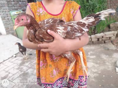 aseel mianwali hens aseel raaticheeni mushki madian helathyfor sale