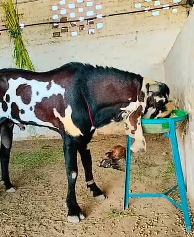 Bakra for qurbani cargo allPakistan availableWhatsApp03366307058