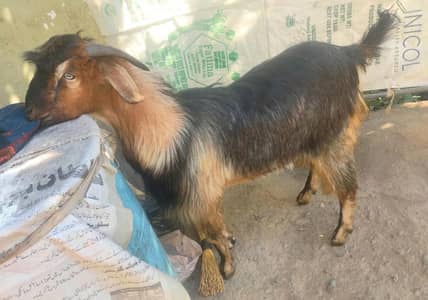 Bakra for Sacrifice