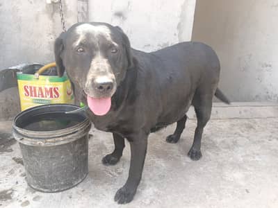 urgent sale