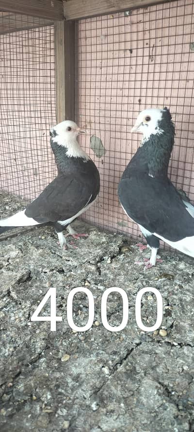 SHERAZI PIGEON