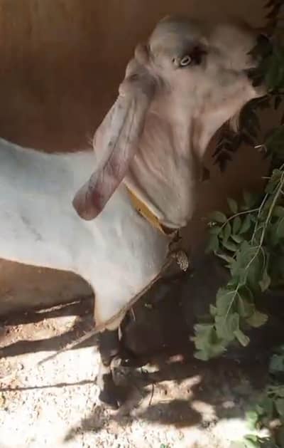 2 Bakry 1 kheera 1 Choga