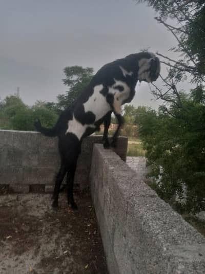 Qurbani ka bakra