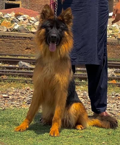 German shepherd long coat full security guard male  7 months for sale