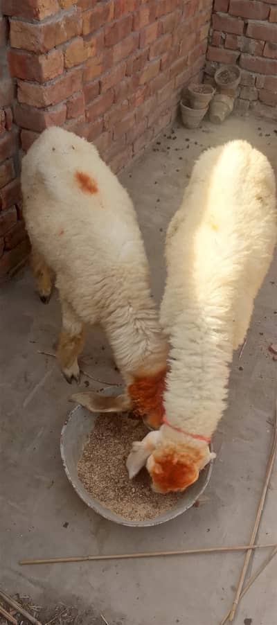 Dumba for sale