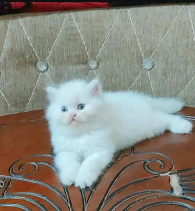 Persian female kitten for sale 0324.62. 18.280 Whatsapp number