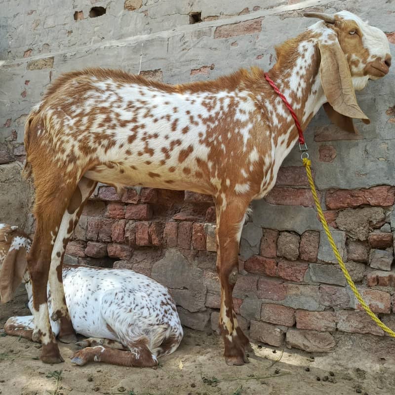 فروخت کے لیے خوبصورت صحت مند نر بکرا 0