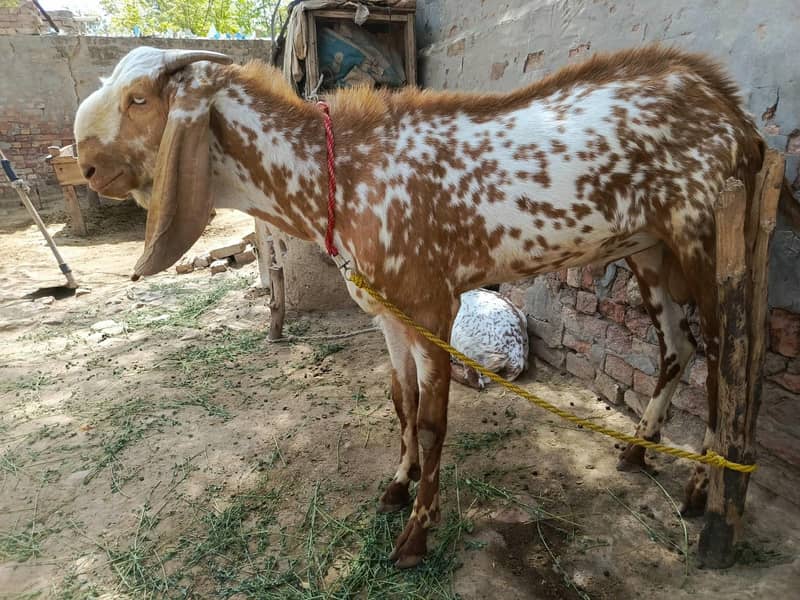 فروخت کے لیے خوبصورت صحت مند نر بکرا 1