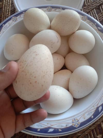 turkey birds eggs 350 per egg. 03251787483 wtsp