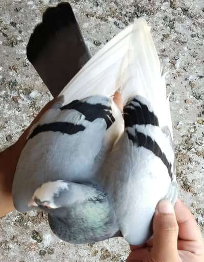 shrazi pigeon