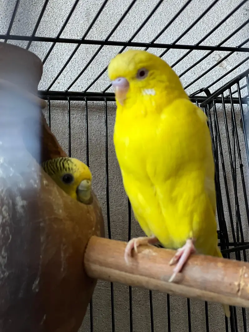 budgie parrots for sale and love birds pair breeding pair