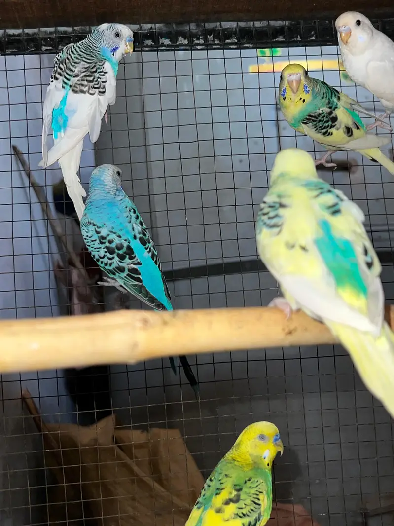 budgie parrots for sale and love birds pair breeding pair — photo 2