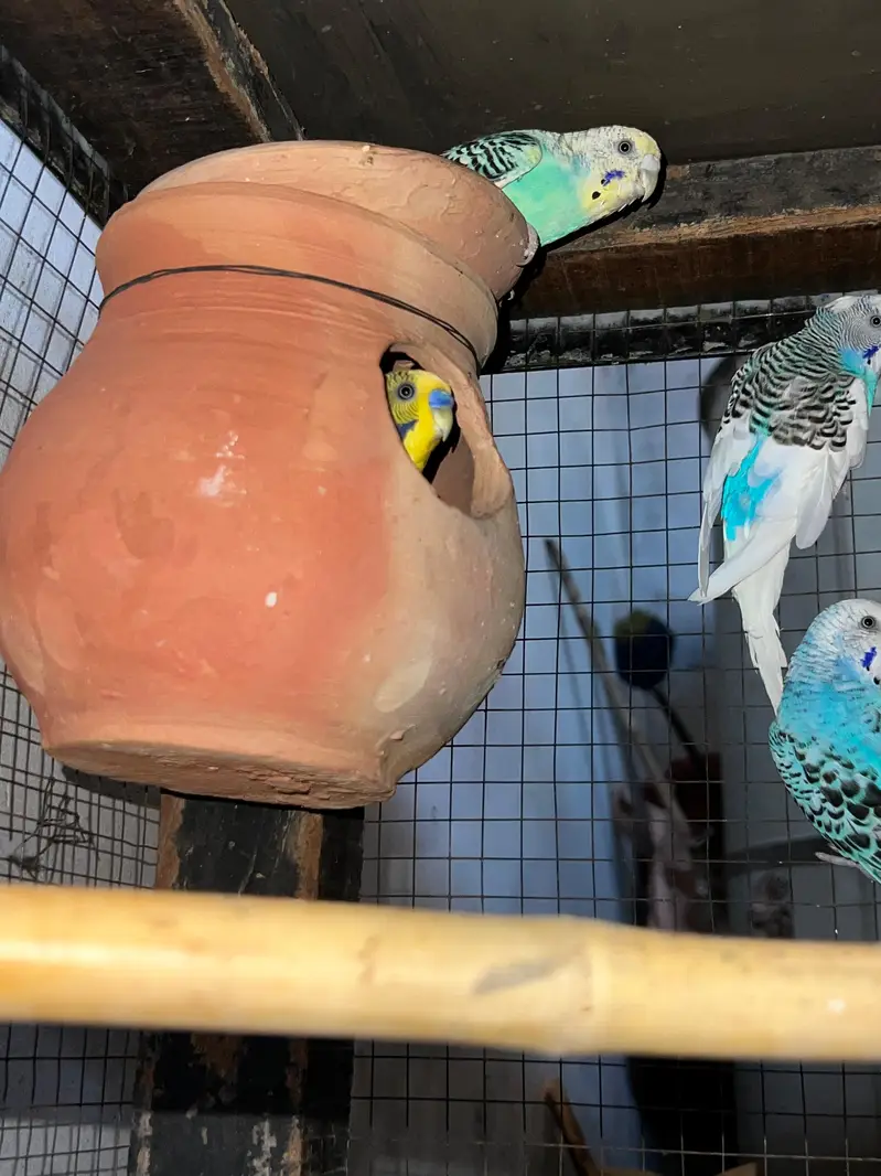 budgie parrots for sale and love birds pair breeding pair — photo 3
