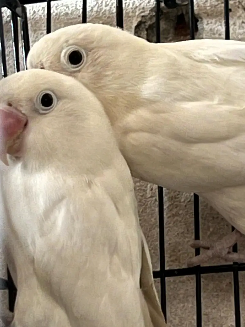 budgie parrots for sale and love birds pair breeding pair — photo 5