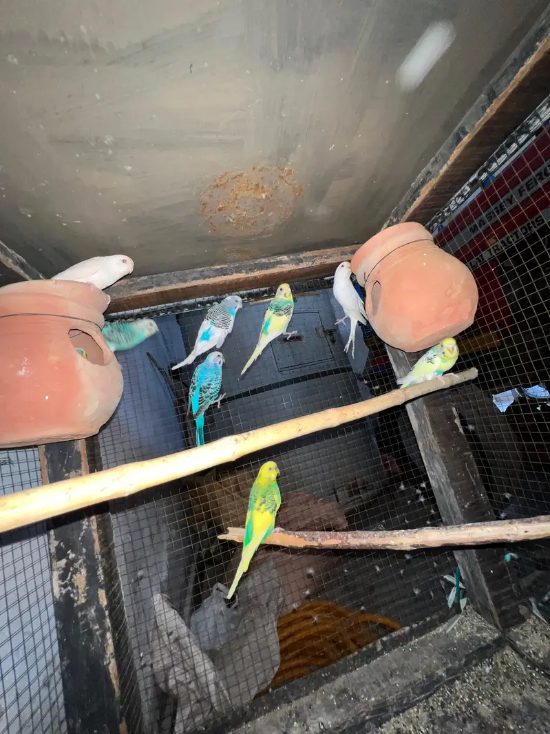 budgie parrots for sale and love birds pair breeding pair — photo 6