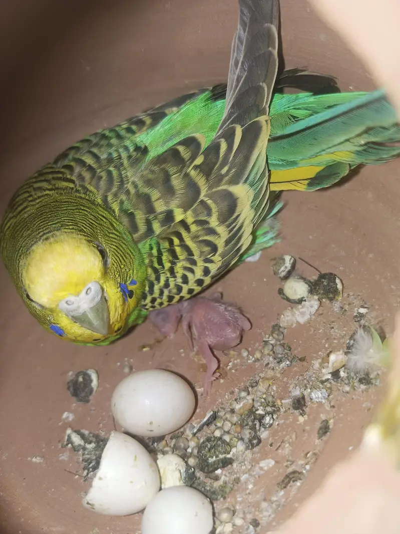 budgie parrots for sale and love birds pair breeding pair — photo 7