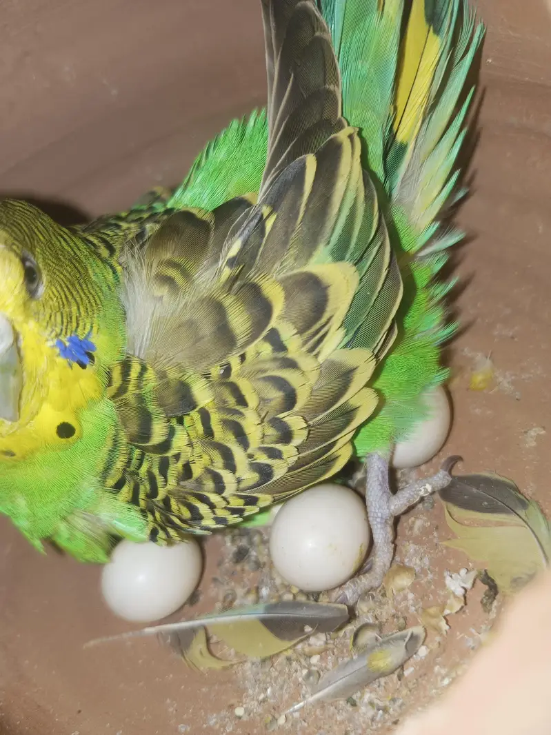 budgie parrots for sale and love birds pair breeding pair — photo 8