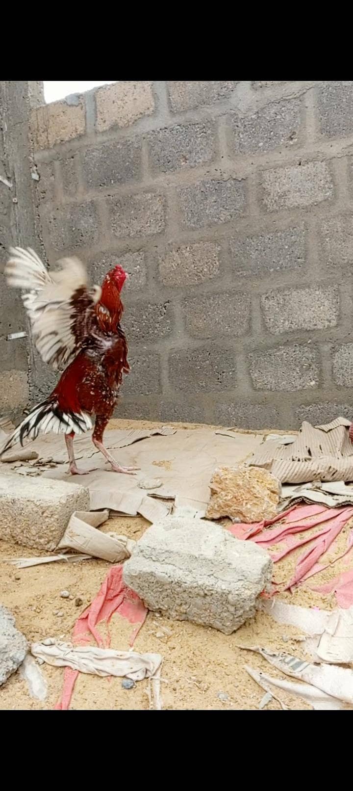 Sindhi aseel 1