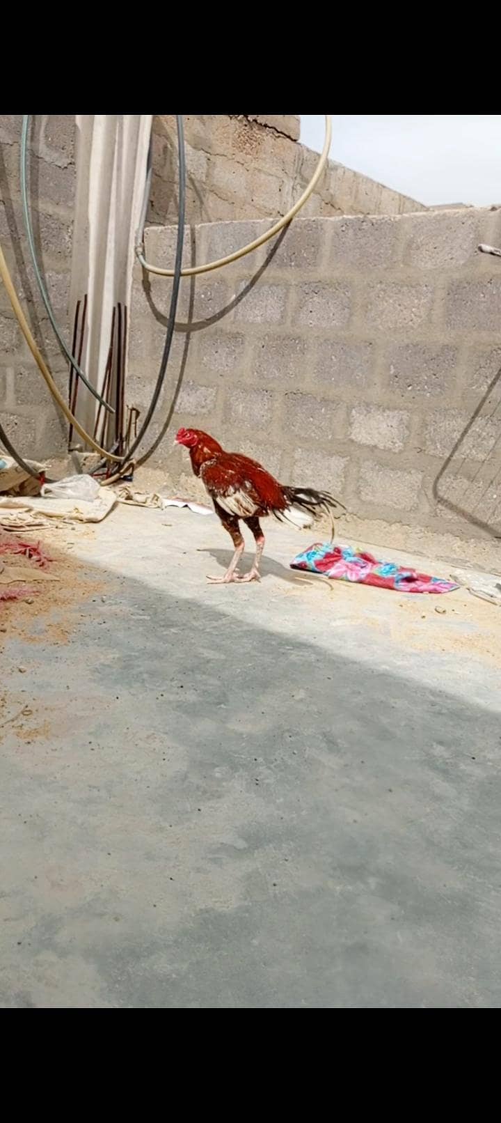Sindhi aseel 2