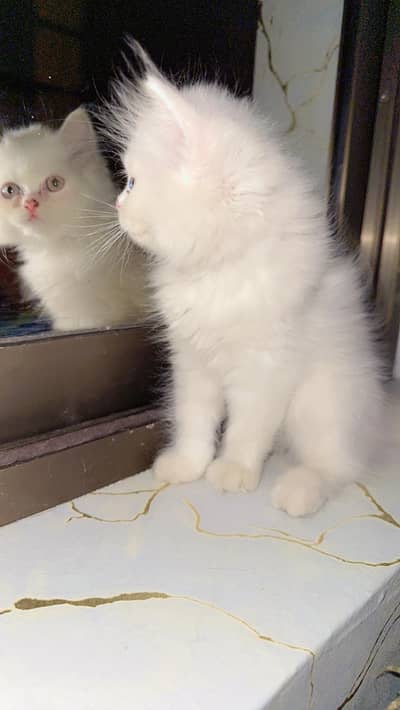 White Persian Mix Kitten 