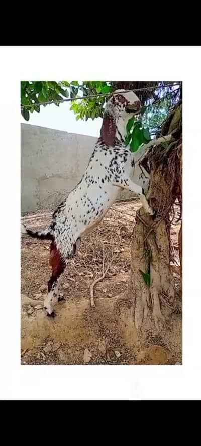 Agr 15 month bakra hight 32 inch   100 %healthy