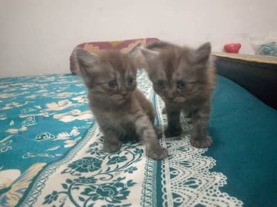 Persian kitten