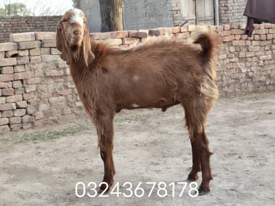 Bakra for Qurbani