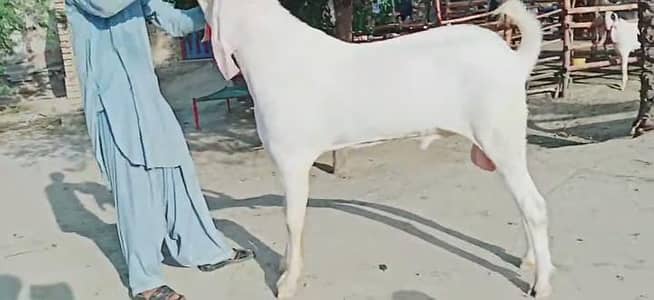 Qurbani ke liye Bakra for sale _ 03228068418