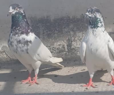 5 jory 2k per piece pigeon kabutar