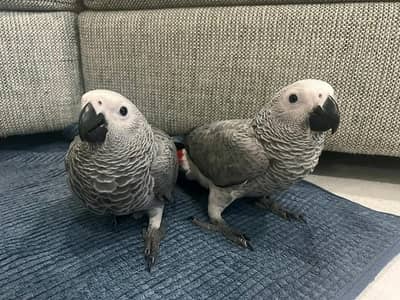 African grey parrot chicks for sale 03215248765