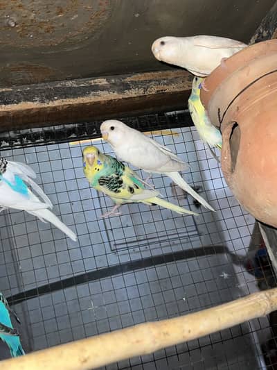 Budgie parrots and love birds breeding pairs