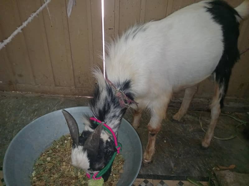 bakra for eid 0