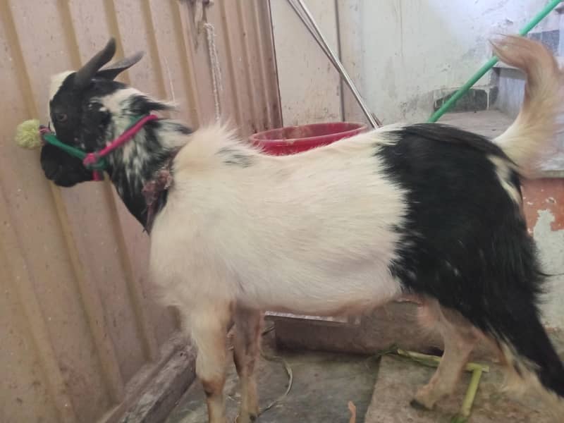bakra for eid 2