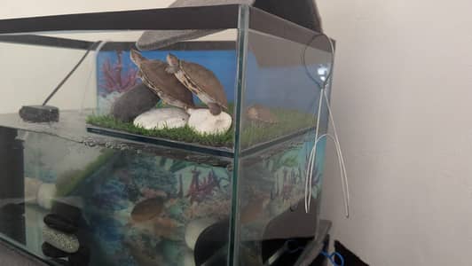 Healthy Active Baby Turtles Available for Serious Pet Lovers