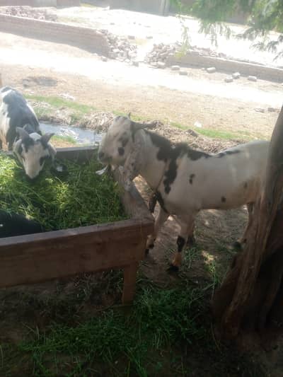 Bakra For Sale [Jorhi ya Aik]