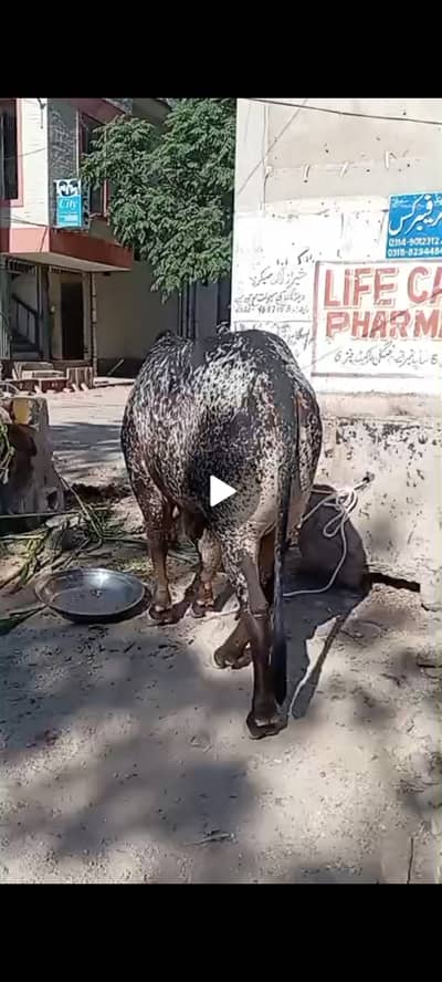 Bull for sale