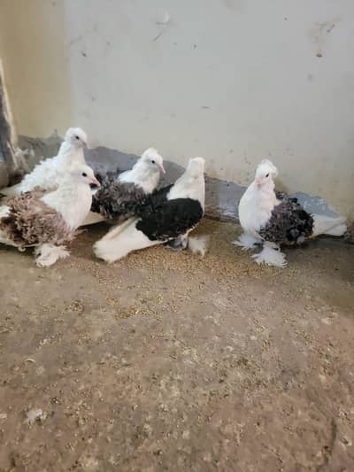 Frill back pigeons breeder pair 12000.