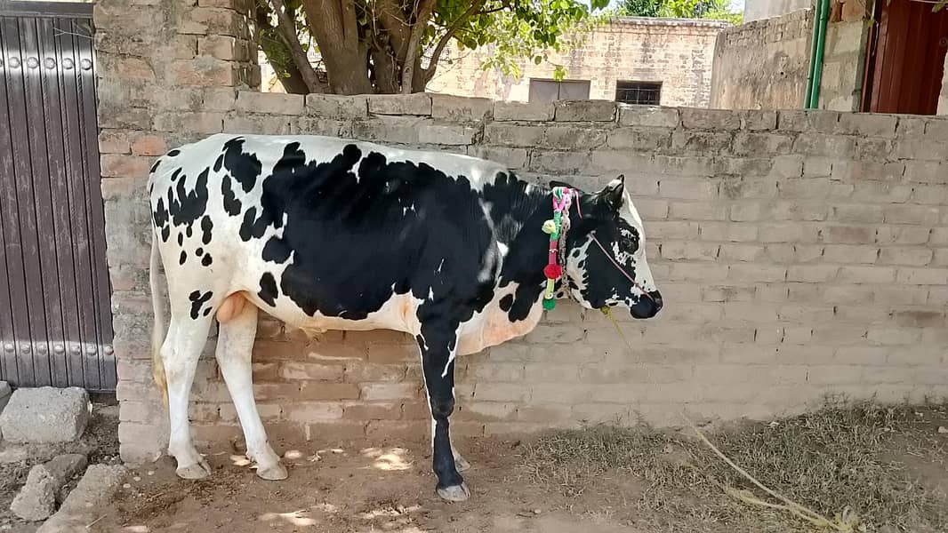 bashra ha 2 teeth 2