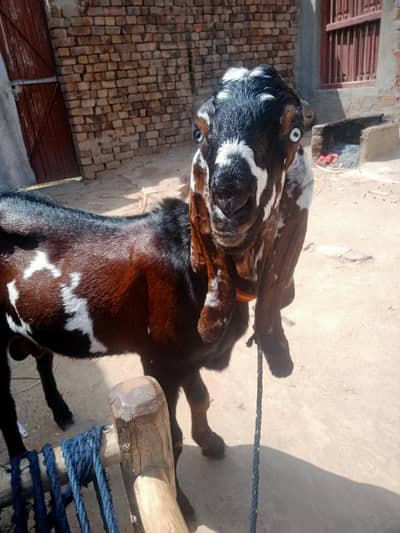 beautiful bakra 03058810265