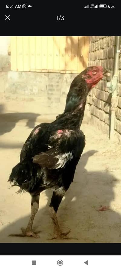 female for sale urjnt